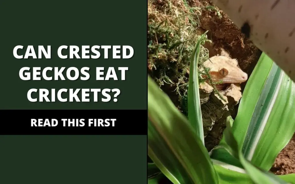 can crested geckos eat crickets