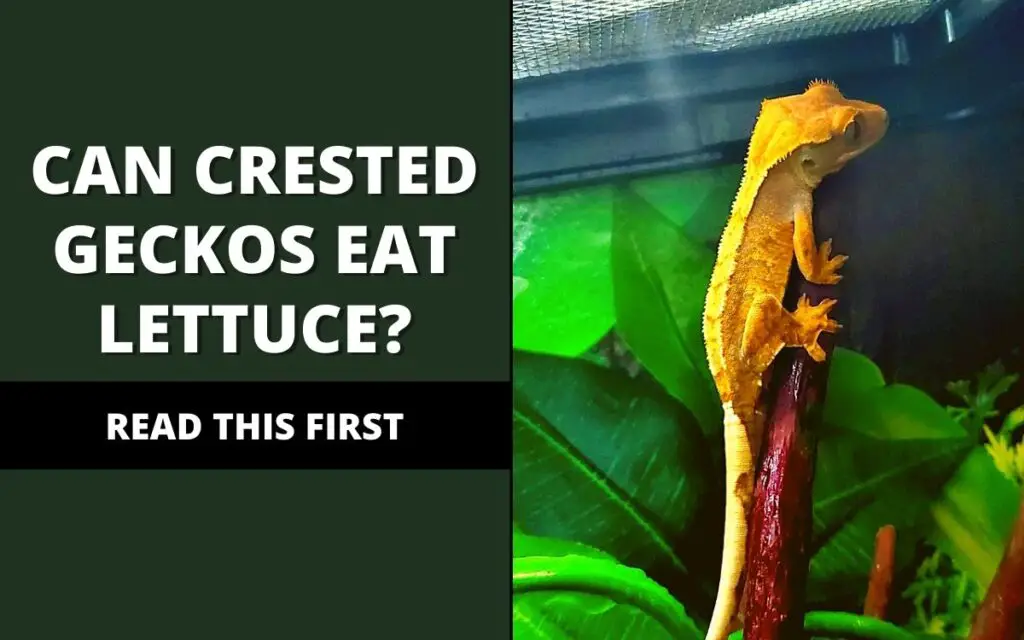 can crested geckos eat lettuce