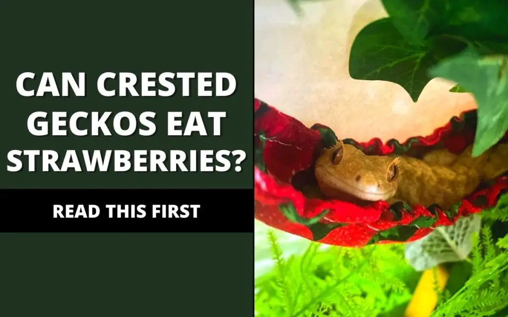 can crested geckos eat strawberries