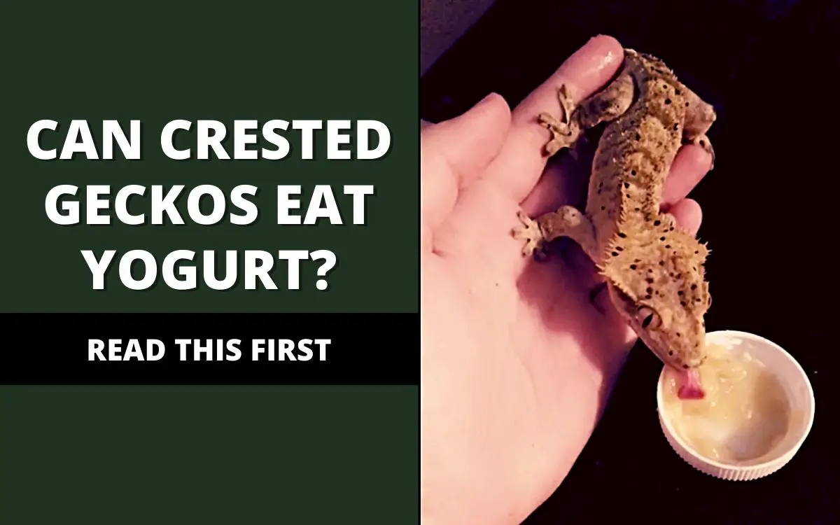 can crested geckos eat yogurt