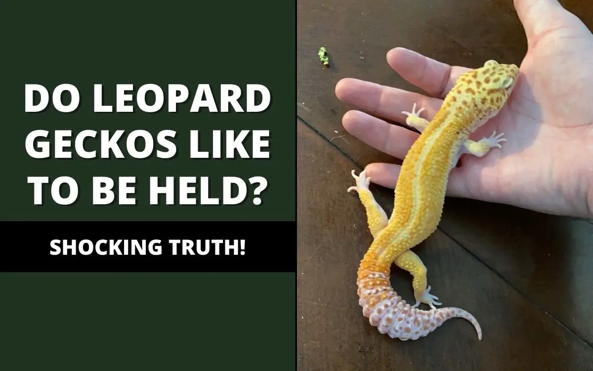 do leopard geckos like to be held