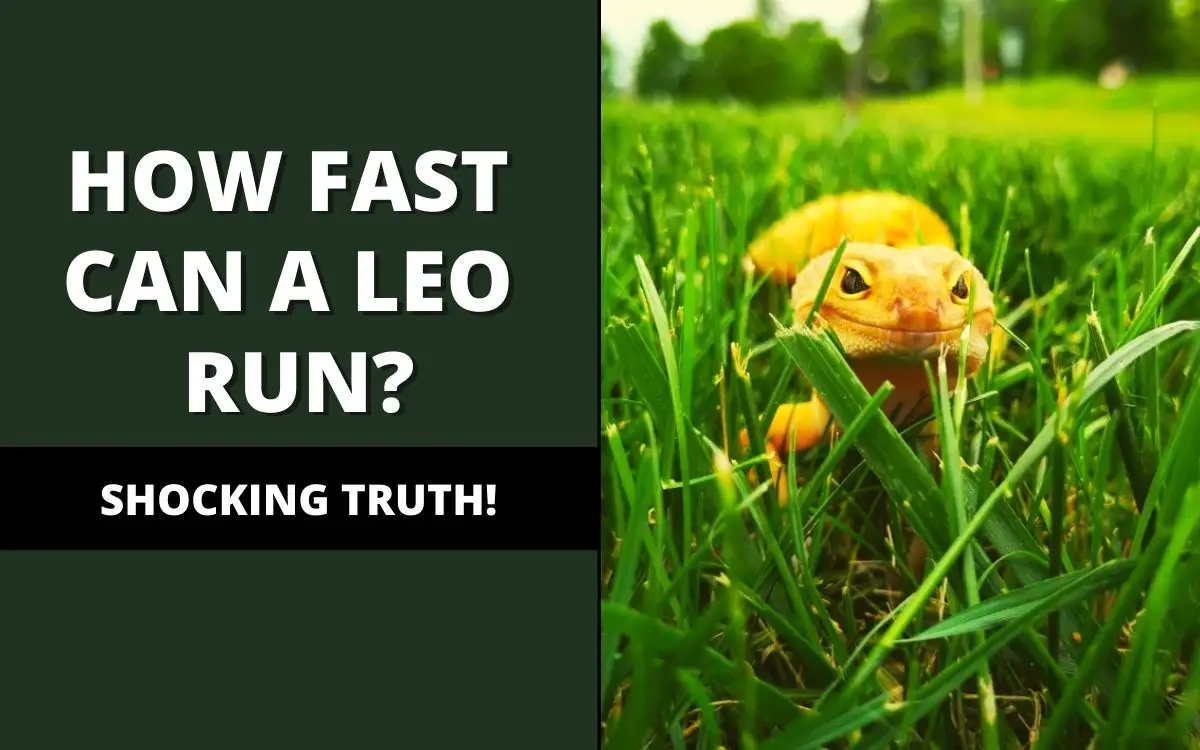 how fast can a leopard gecko run