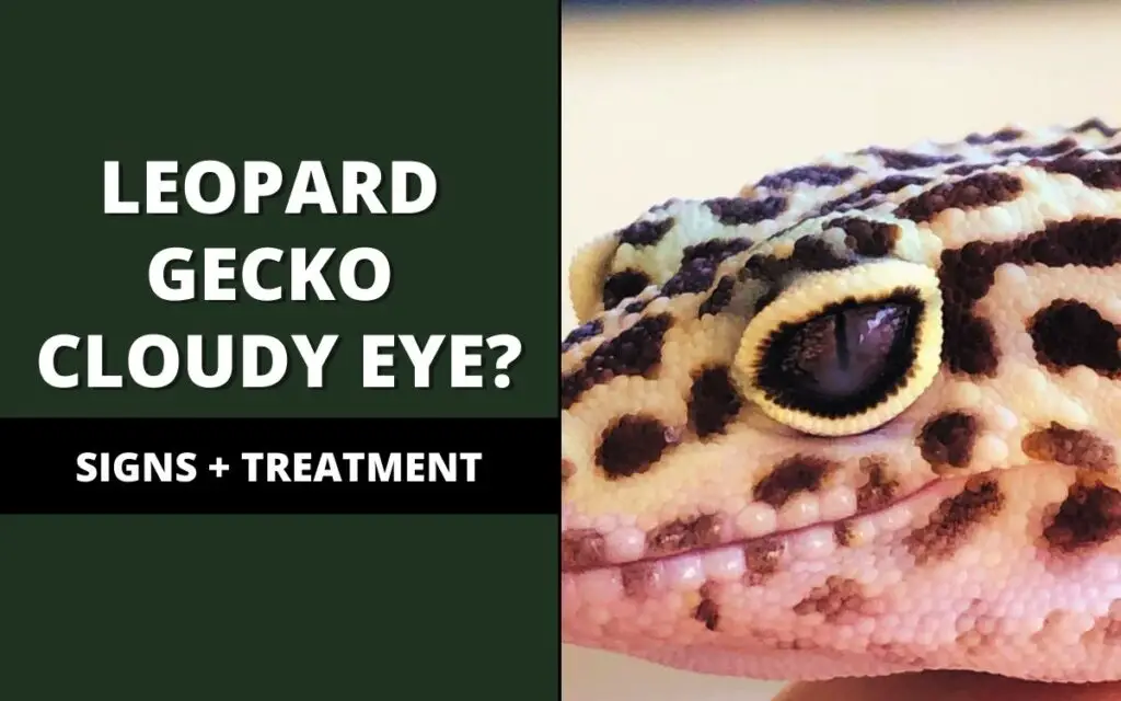 leopard gecko cloudy eye