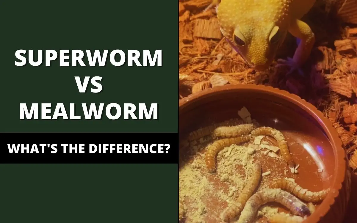 Superworm vs. Mealworm