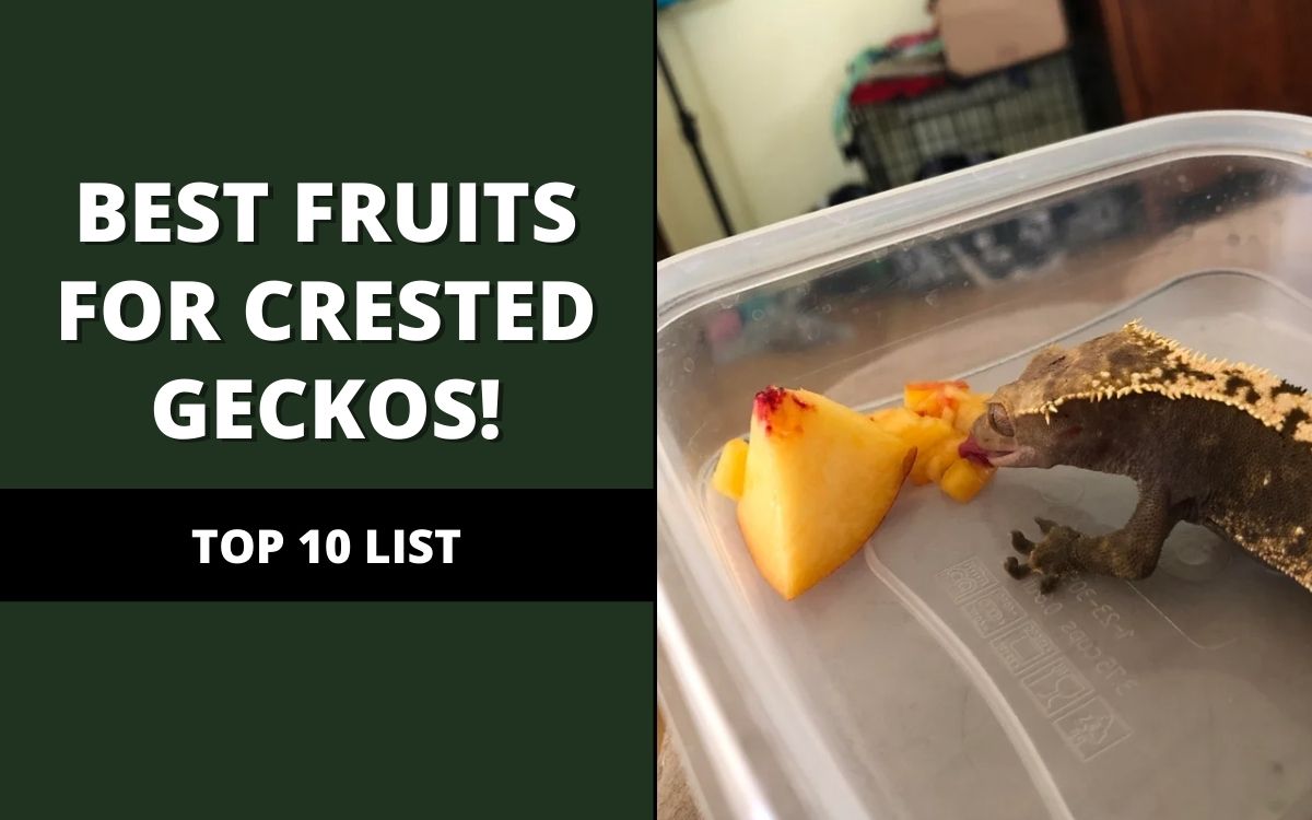 best fruits for crested geckos