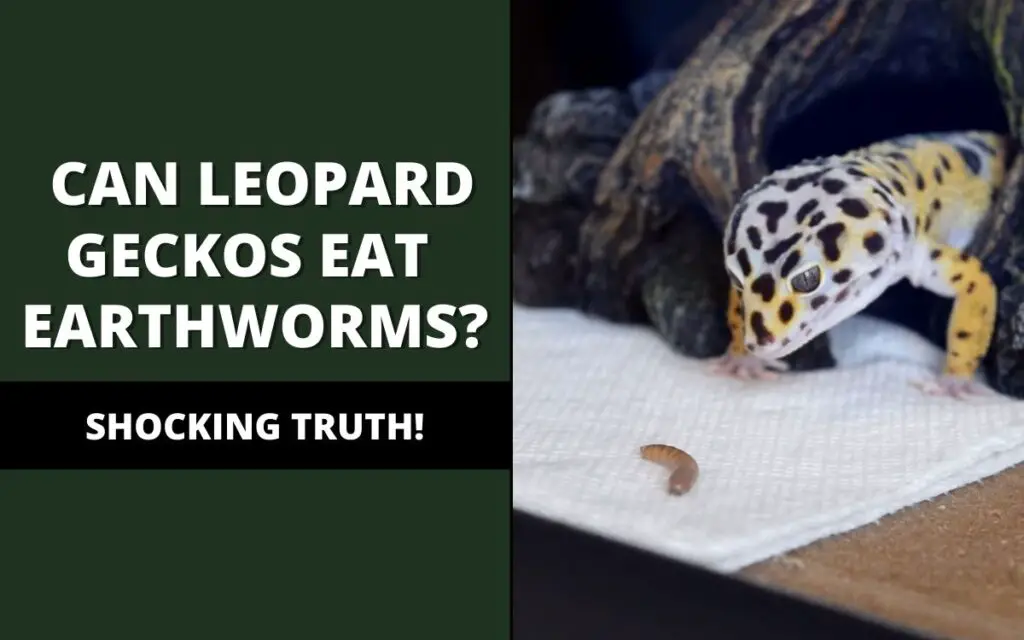 can leopard geckos eat earthworms