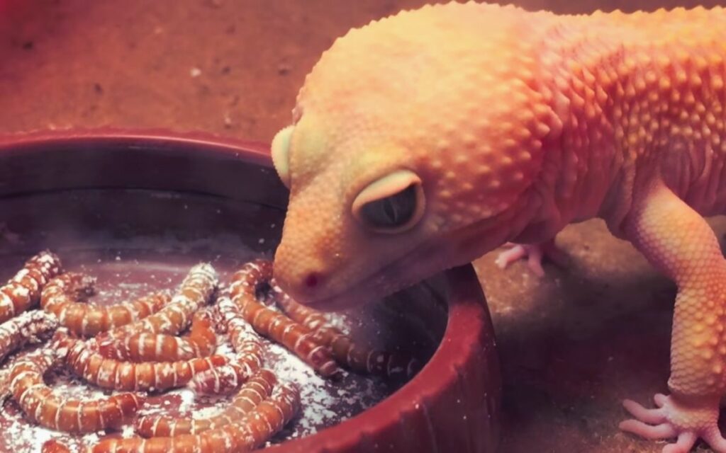 leoprd-gecko-eating-mealworms