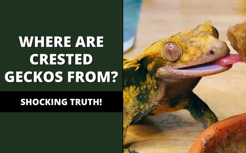 where are crested geckos from