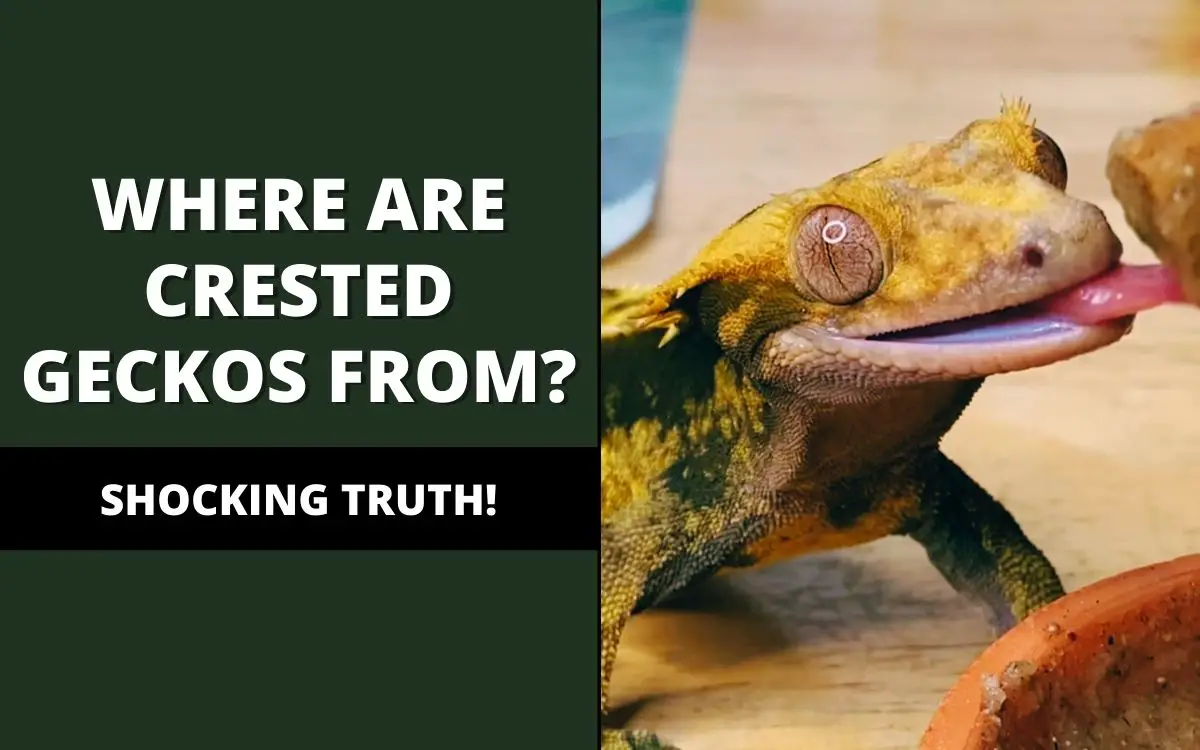 where are crested geckos from
