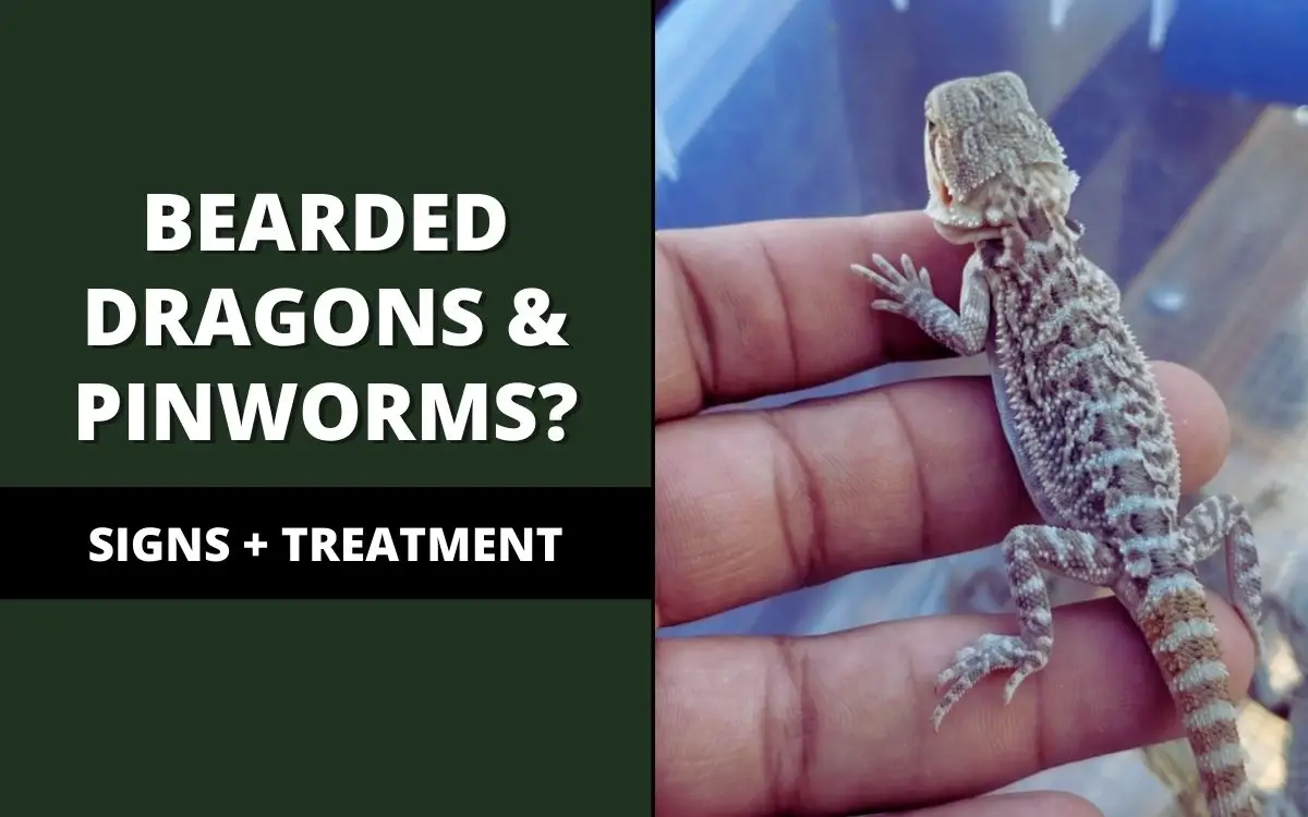 pinworms in bearded dragons