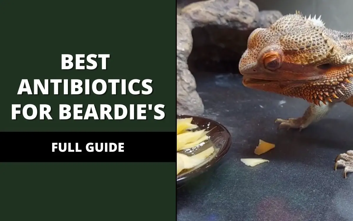 best antibiotics for bearded dragons