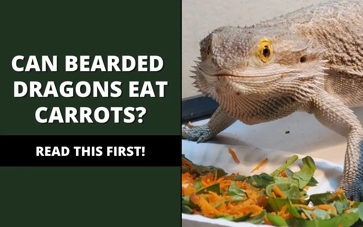 Can Bearded Dragons Eat Carrots? (Read This First!) - Reptile Maniac