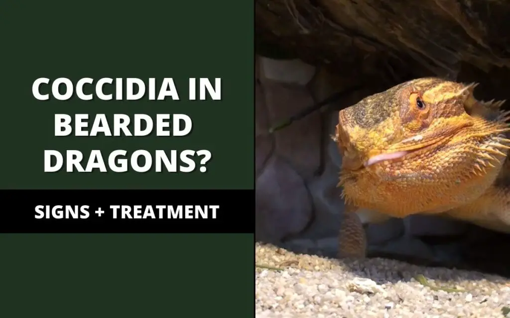 coccidia in bearded dragons