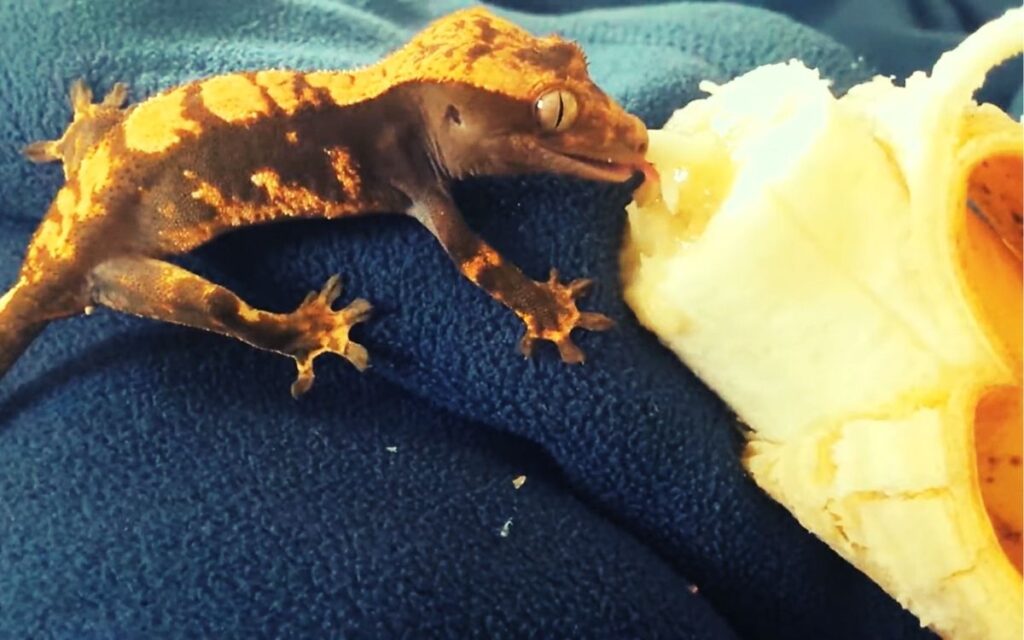 crested-gecko-eating-banana