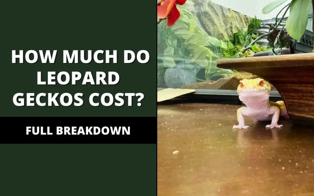 how much do leopard geckos cost