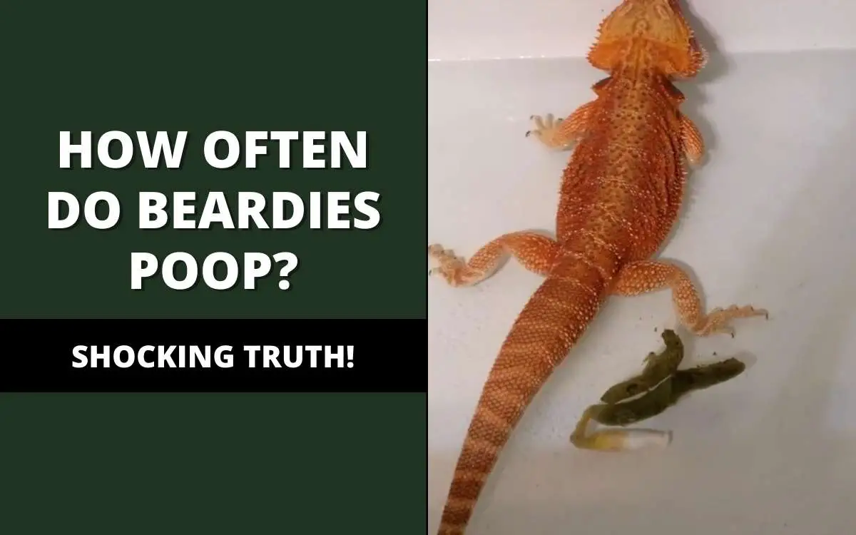 bearded dragons poop