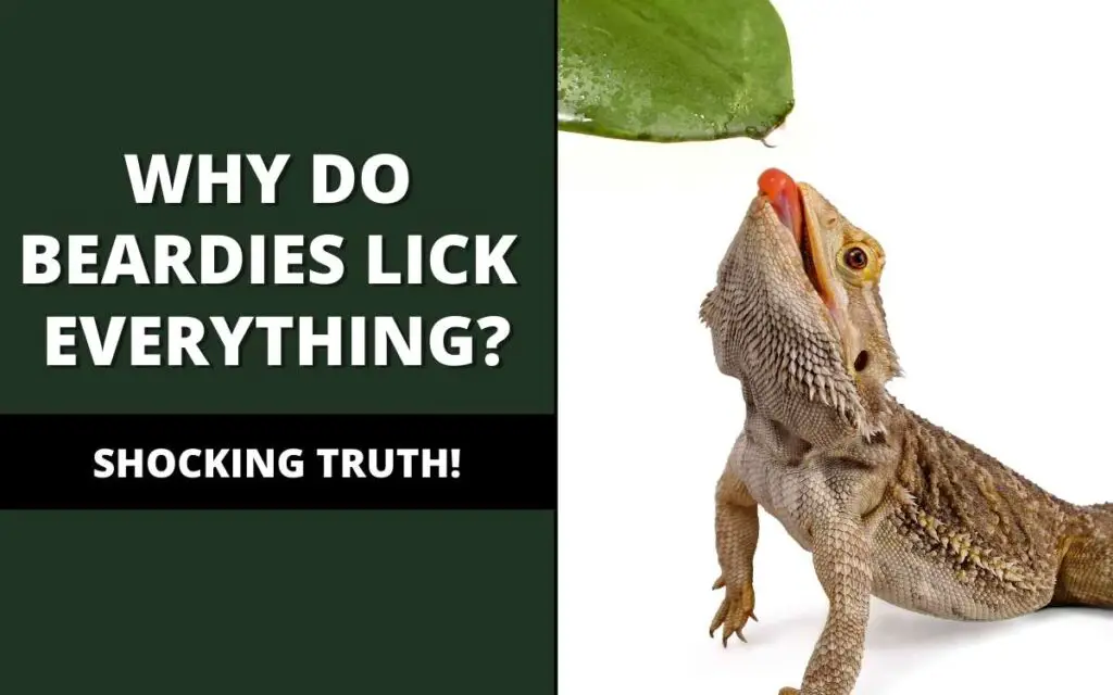 bearded dragons lick