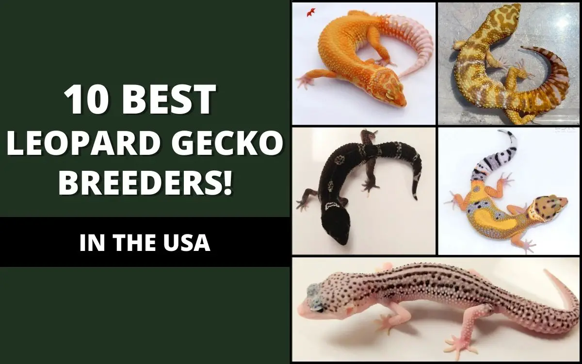 best leopard gecko breeders