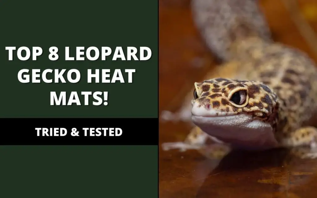 best heat mat for leopard geckos