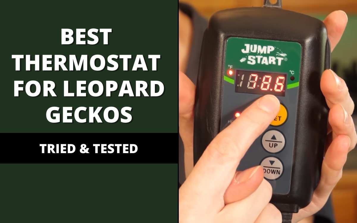 best thermostat for leopard geckos