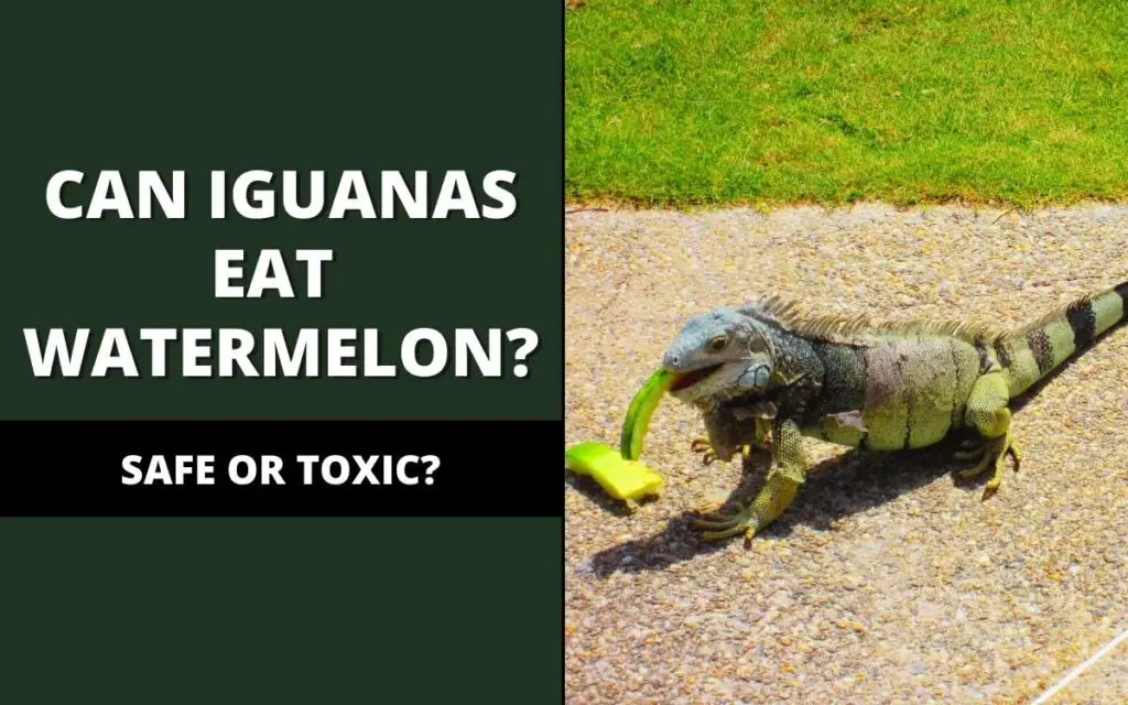 can iguanas eat watermelon