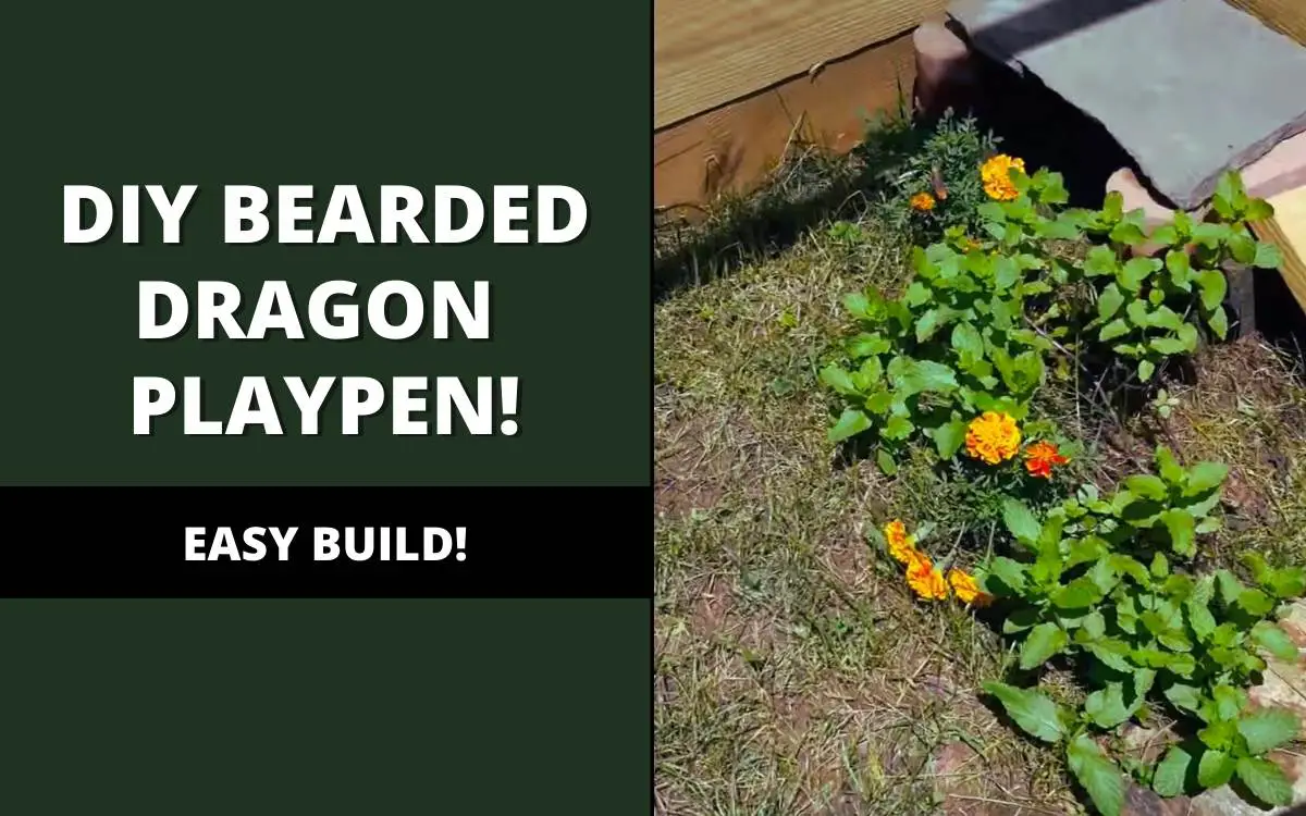 diy outdoor bearded dragon playpen