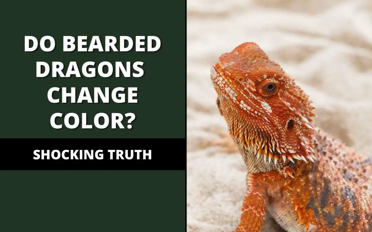 do bearded dragons change color