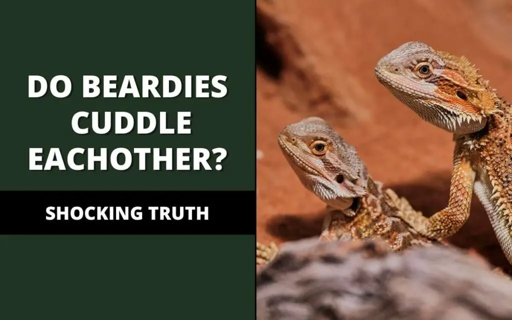 do bearded dragons cuddle each other