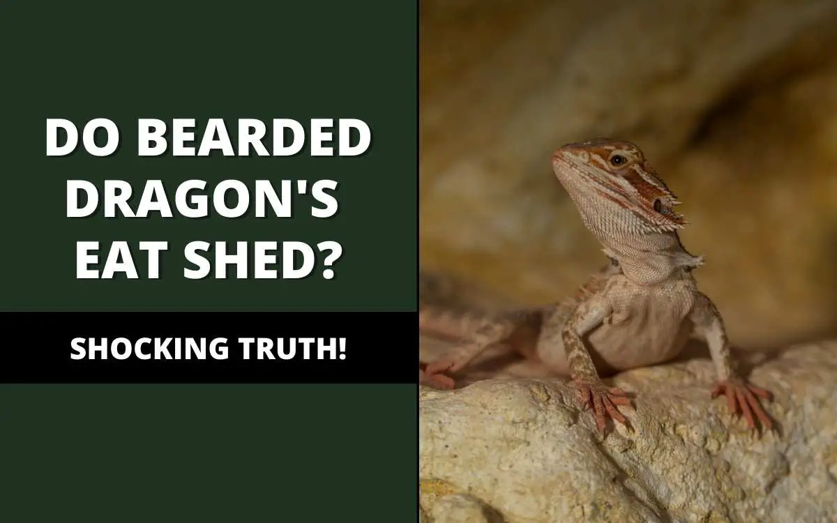 do bearded dragons eat their shed