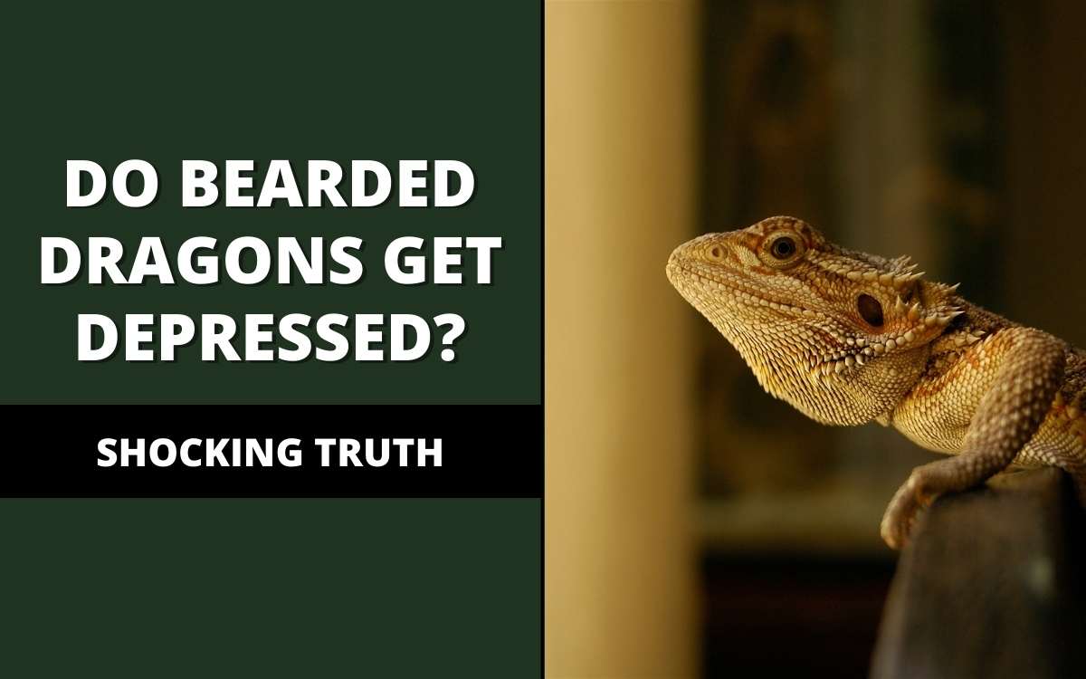 do bearded dragons get depressed
