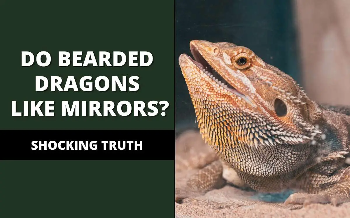 do bearded dragons like mirrors