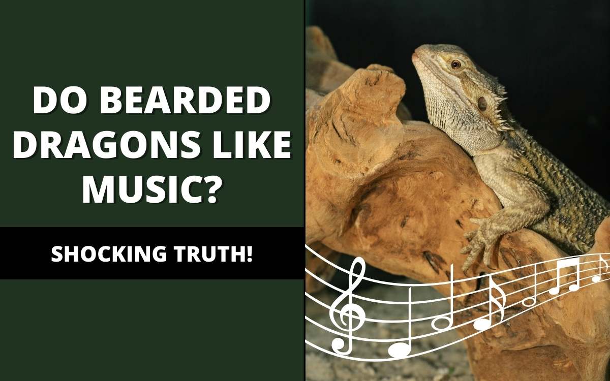do bearded dragons like music