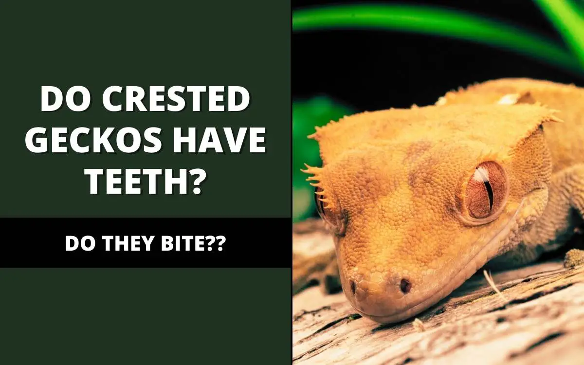 do crested geckos have teeth