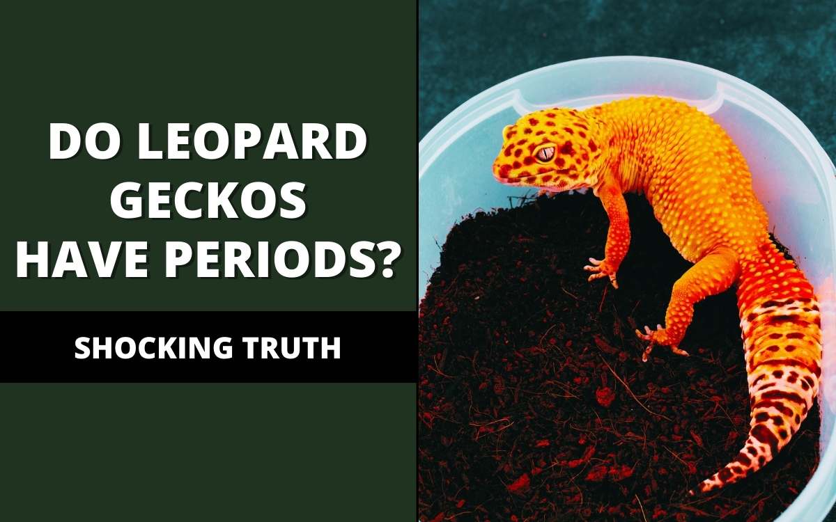 do leopard geckos have periods