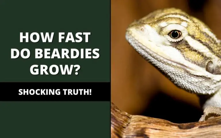 how-fast-do-bearded-dragons-grow-full-guide-reptile-maniac