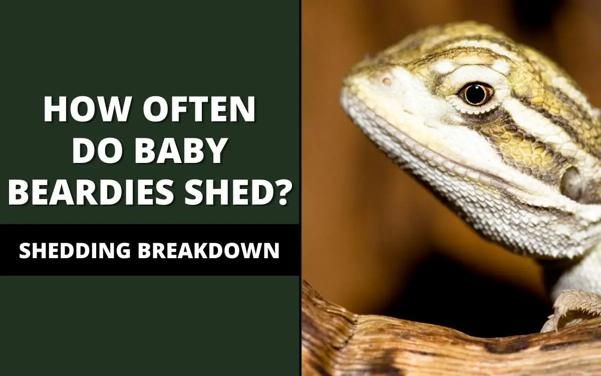 how often do baby bearded dragons shed