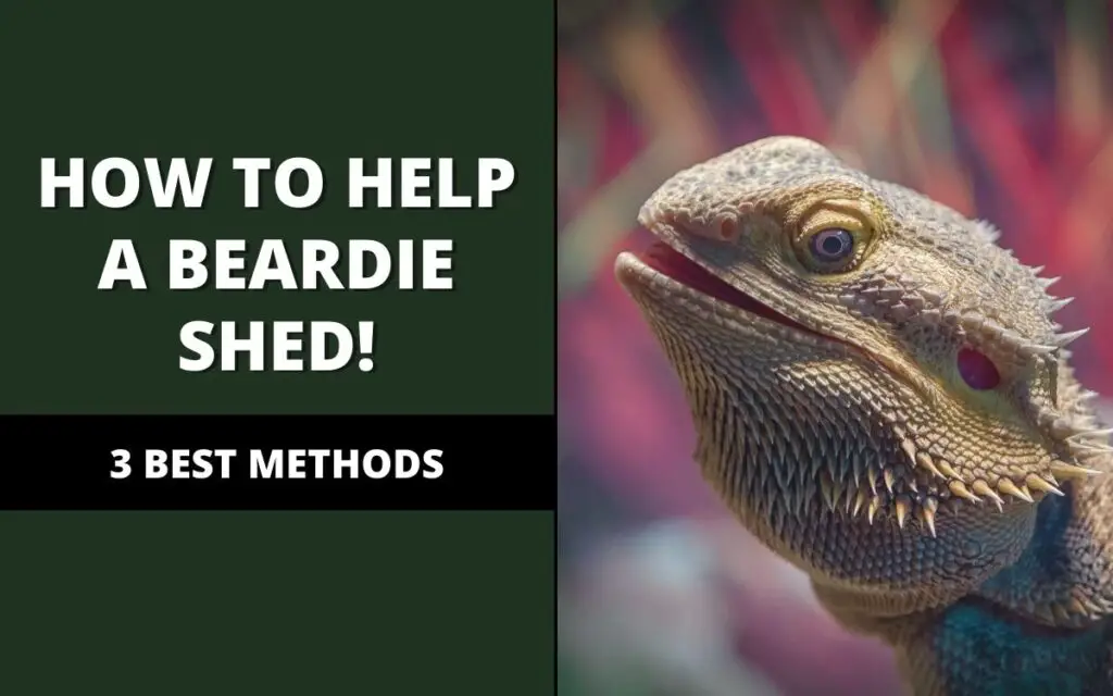 how to help a bearded dragon shed