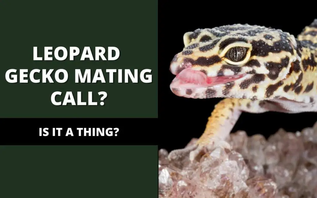 leopard gecko mating call