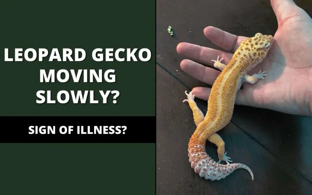 leopard gecko moving slowly