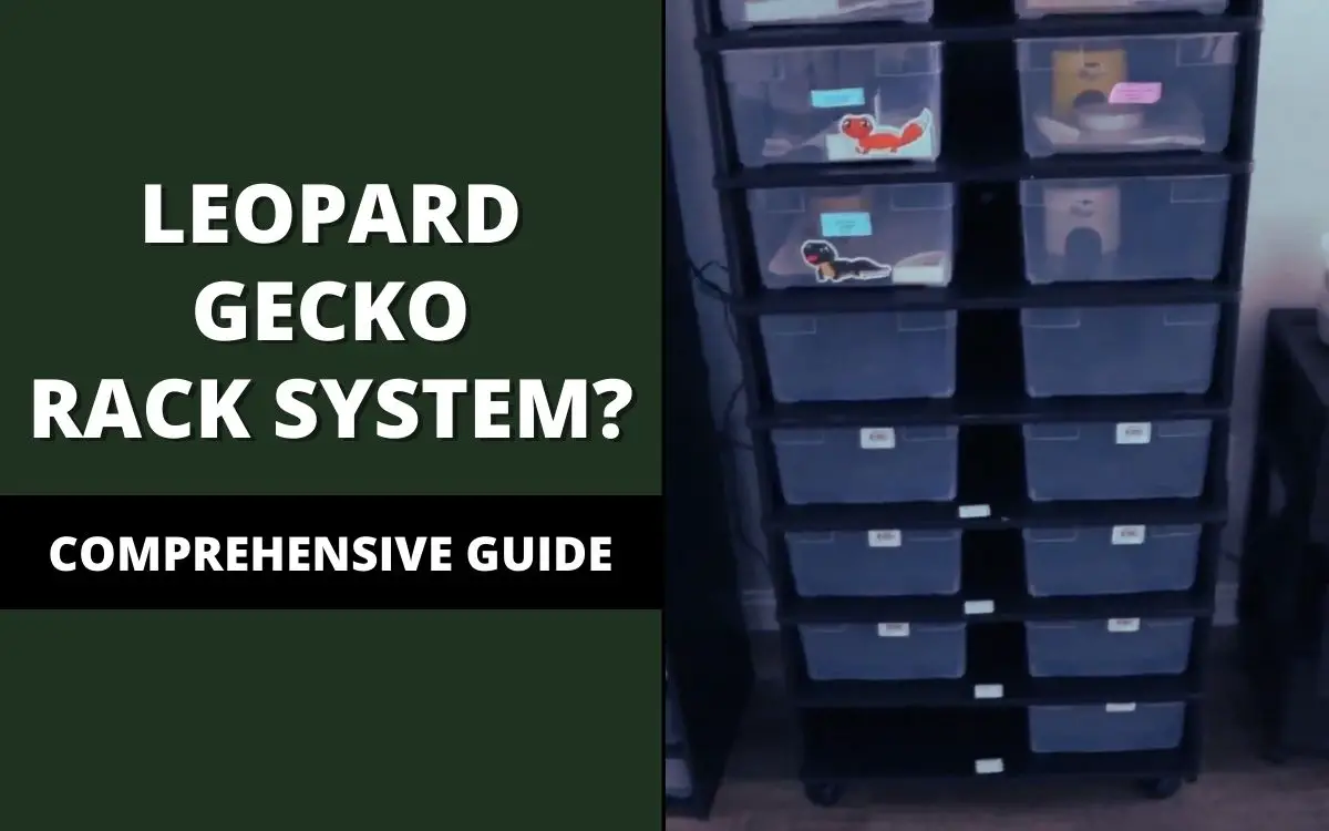 leopard gecko rack system