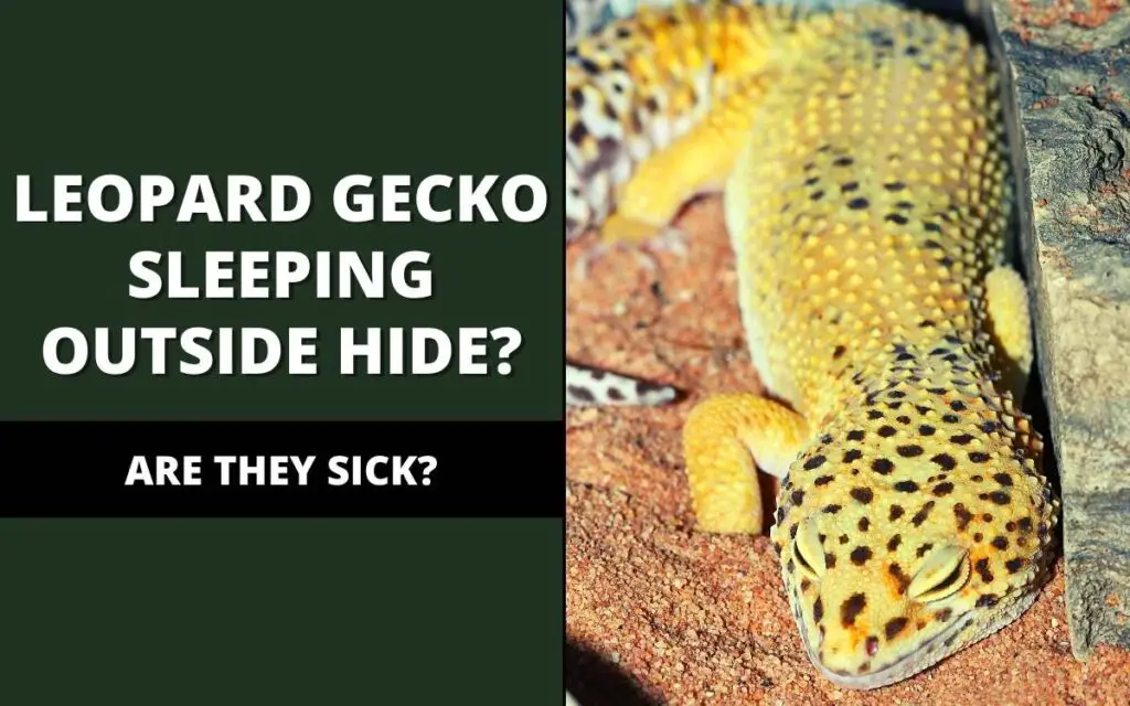 leopard gecko sleeping outside hide