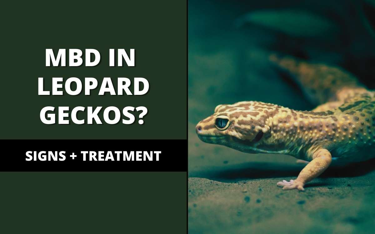 mbd in leopard geckos