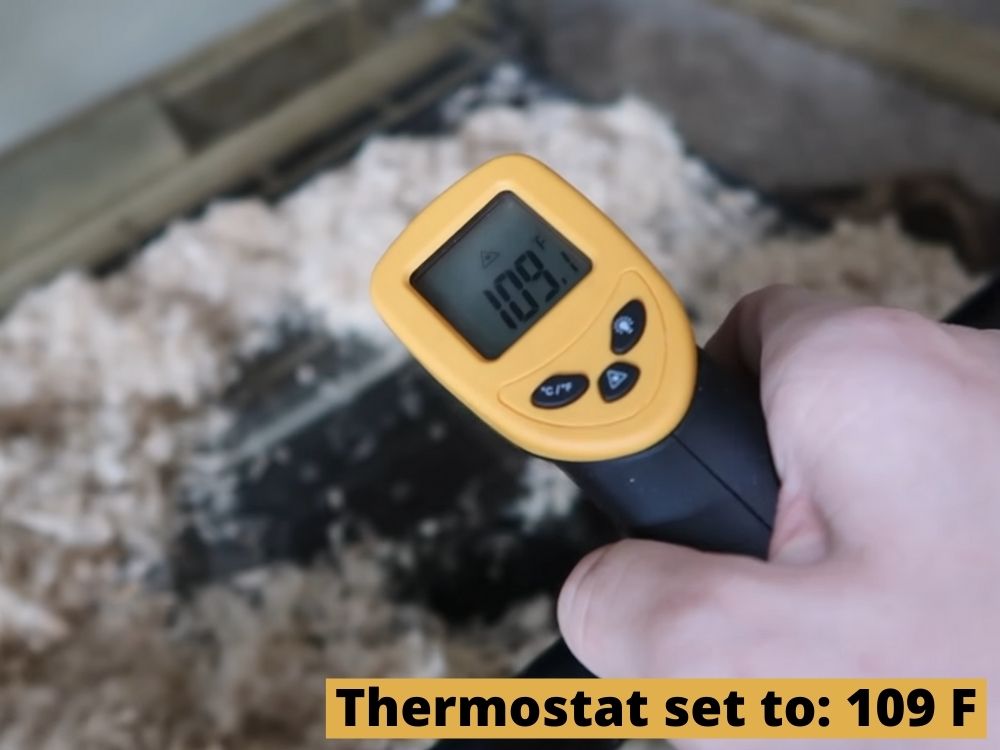 testing-leopard-gecko-thermostat-with-temperature-gun