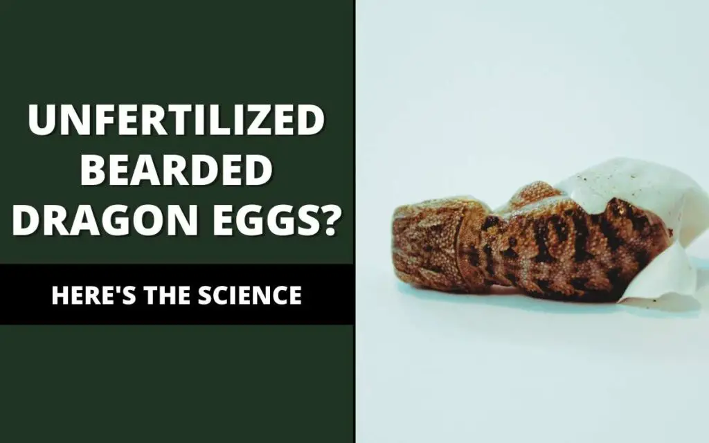 unfertilized bearded dragon eggs