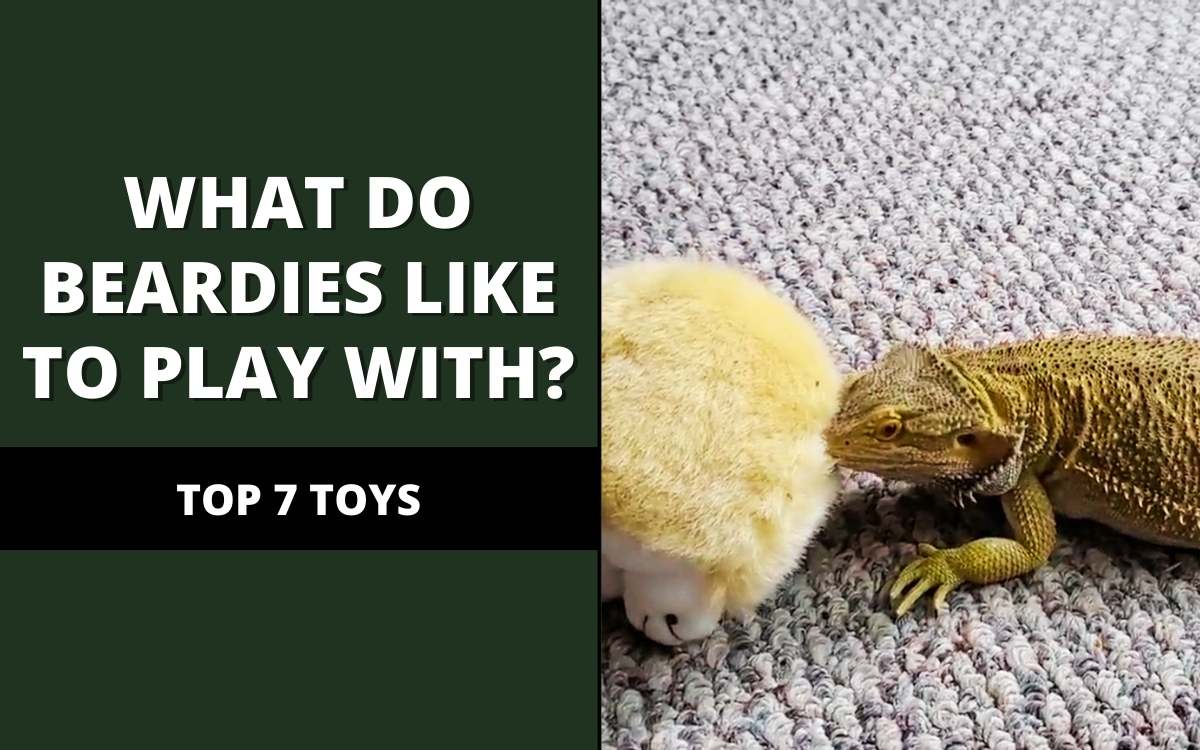 what do bearded dragons like to play with