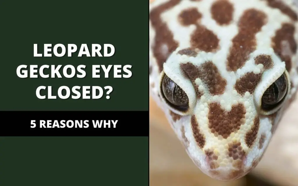 why are my leopard geckos eyes closed