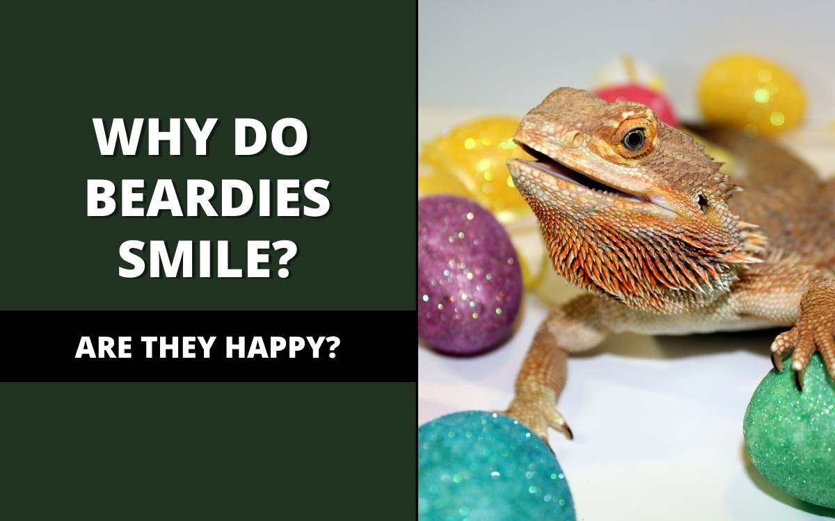 why do bearded dragons smile