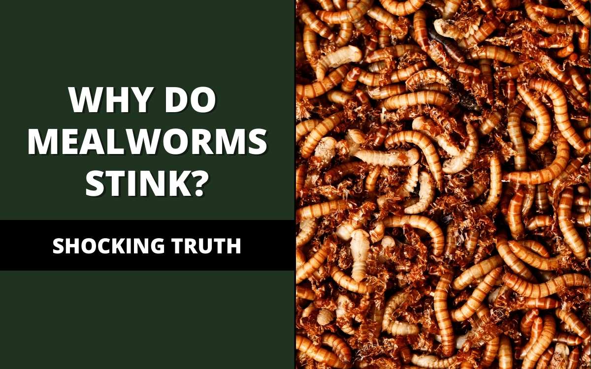 why do mealworms stink