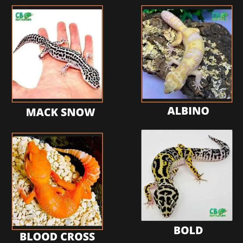 Leopard-Gecko-Morphs-Macksnow-Albino-Bold-Blood-Cross