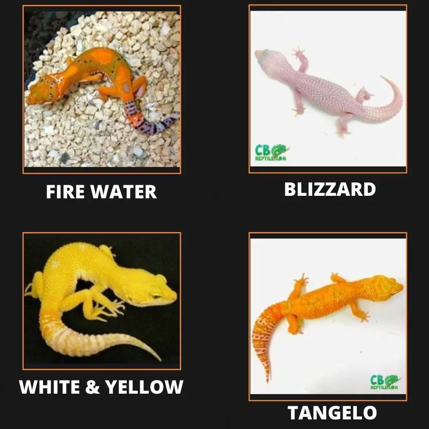 Leopard-Gecko-Morphs-blizzard-white-and-yellow-firewater-tangelo